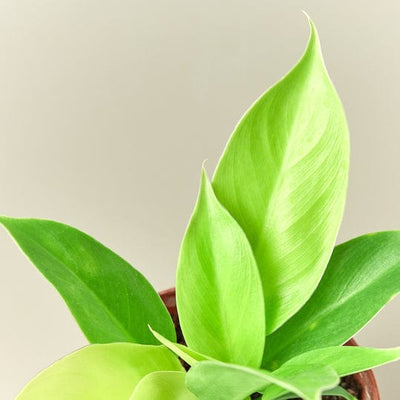 Philodendron 'Moonlight' - 6" Pot