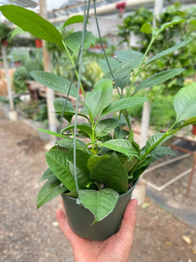 Hoya 'Shooting Star' - 6" Pot