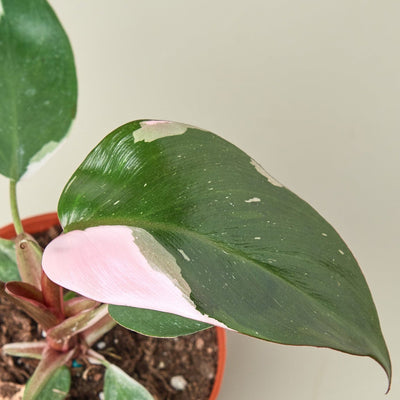 Philodendron 'Pink Princess'