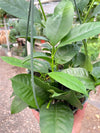 Hoya 'Shooting Star' - 6" Pot