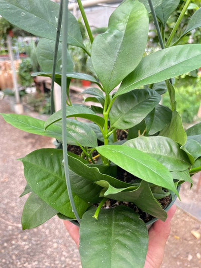 Hoya 'Shooting Star' - 6" Pot