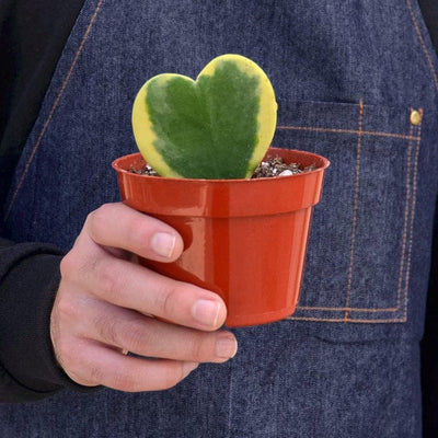 Hoya 'Heart' Variegated