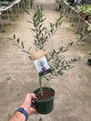 Olive Tree (Olea Europaea)' - 6" Pot