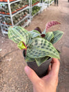 Geogenanthus Poeppigii 'Seersucker Plant'