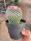 Mammillaria Hahniana - "Old Lady Cactus"