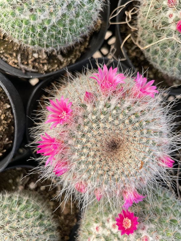 Old Lady Cactus with Pink Flowers!