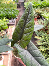 Alocasia 'Scalptum' - 4" Pot