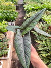 Alocasia 'Scalptum' - 4" Pot