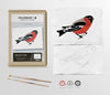 Bird Study: Robin Modern A5 Paint by Number Kit