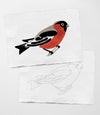 Bird Study: Robin Modern A5 Paint by Number Kit