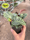 Geogenanthus Poeppigii 'Seersucker Plant'