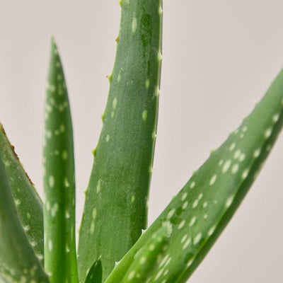 Succulent Aloe Vera