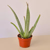 Succulent Aloe Vera