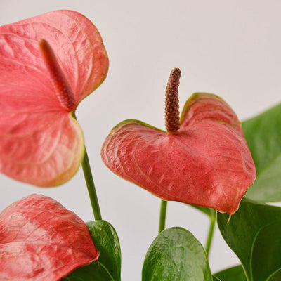 Anthurium 'Pink'