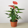 Anthurium 'Pink'