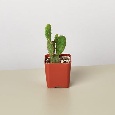 Cactus Assorted - 2" Pot