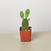 Cactus Assorted - 2" Pot