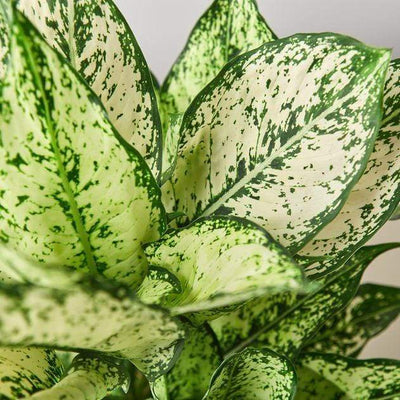 Chinese Evergreen 'First Diamond' - 6" Pot