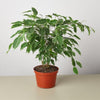Ficus 'Benjamina' - 6" Pot