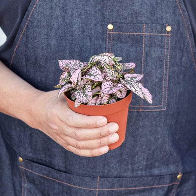 Hypoestes 'Polka Dot' - Pink