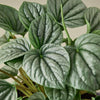 Peperomia 'Frost'