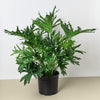 Philodendron ‘Lickety Split' - 8" Pot