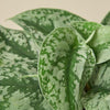 Pothos 'Silver Splash'