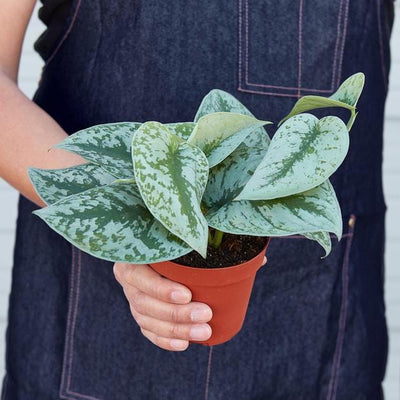 Pothos 'Silver Splash'