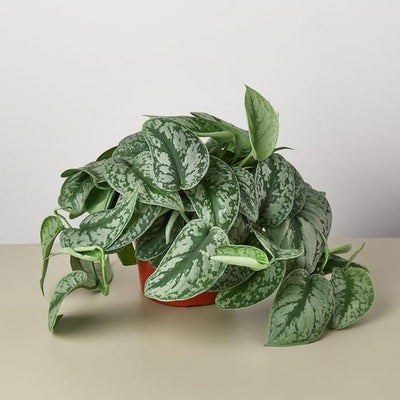 Pothos 'Silver Splash'