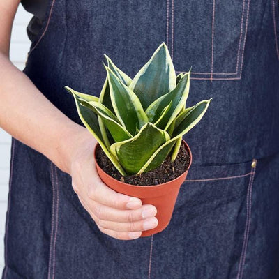 Snake Plant 'Black Gold'