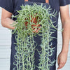 Succulent Senecio 'Fish Hooks'