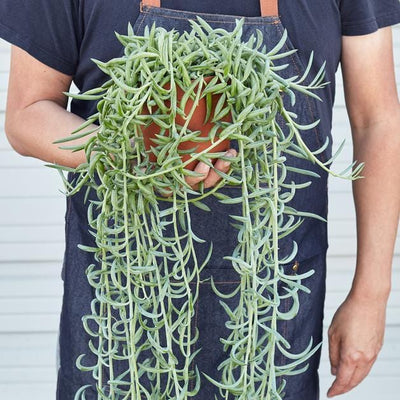 Succulent Senecio 'Fish Hooks'