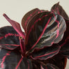 Calathea 'Dottie'