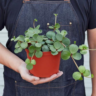 Peperomia 'Hope'