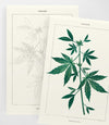 Cannabis Paint by Number Kit