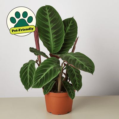 Calathea 'Warscewiczii'