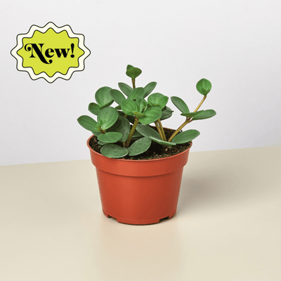 Peperomia 'Hope'